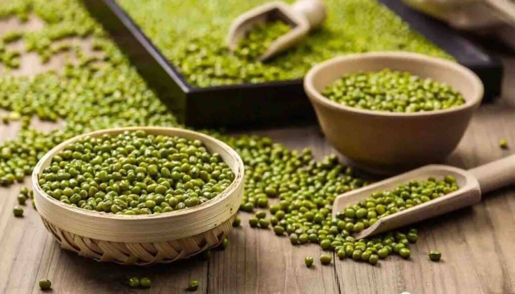 Influence of Processing Methods on the Subunits and Functional Properties of Mung Bean Protein.Optimize your recipes with enhanced mung bean protein – discover improved solubility, stability, and nutritional benefits through innovative processing methods.
