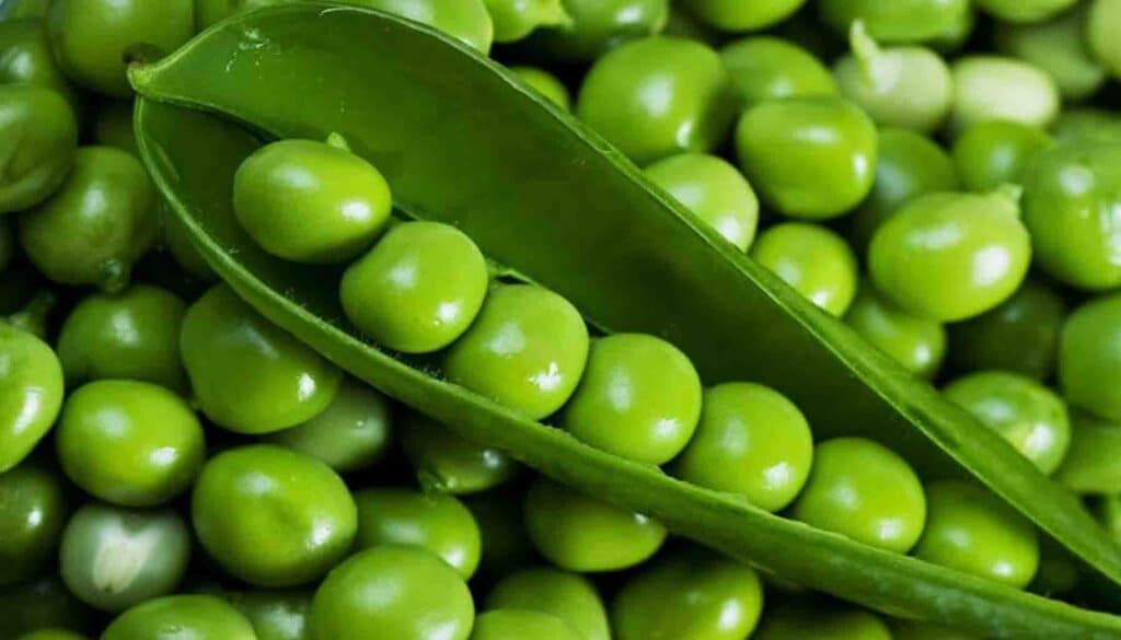 The Miraculous Power of Pea Protein.Elevate health with pea protein's unique benefits. Boost metabolism, support weight management, and enhance immunity. Discover the power of peas!