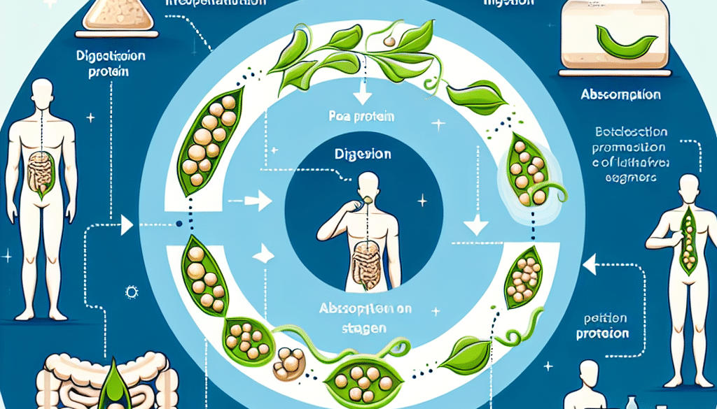 How Long Does Pea Protein Take To Work?