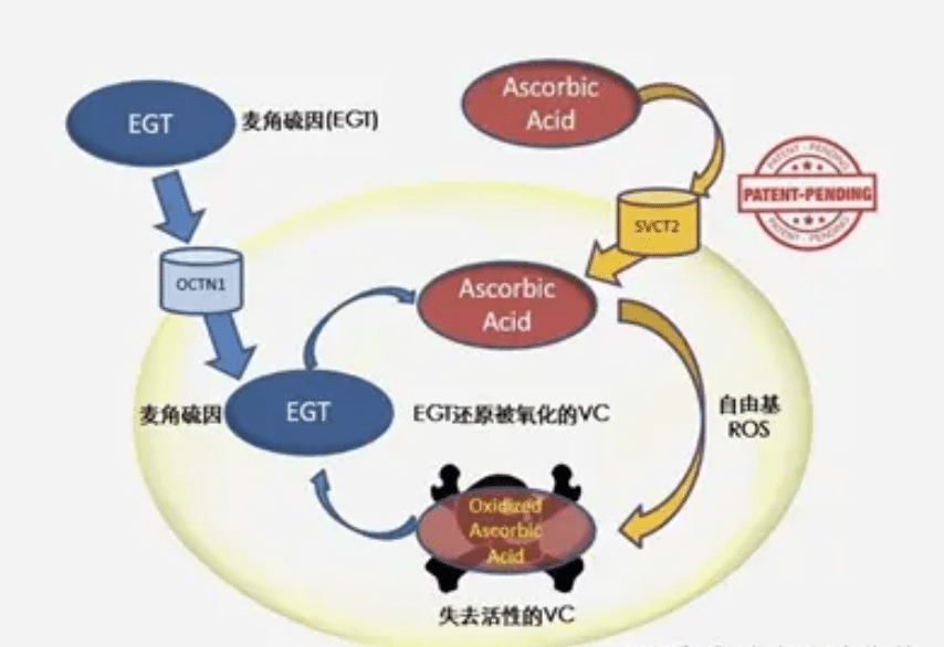 Synthetic biology effectively improves ergothioneine production.Explore how synthetic biology enhances ergothioneine production, optimizing industrial applications in health and cosmetics through advanced fermentation and genetic engineering.