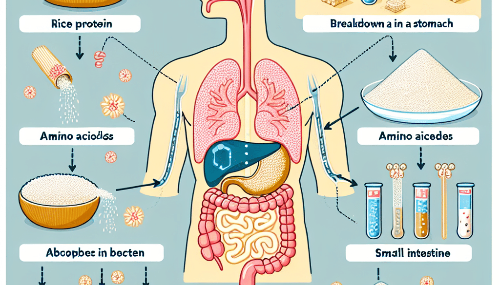 Is Rice Protein Absorbed?