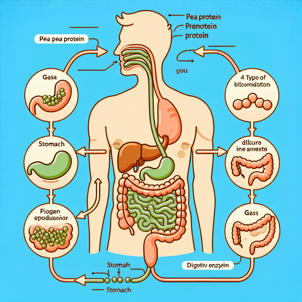 Why does pea protein make me gassy?