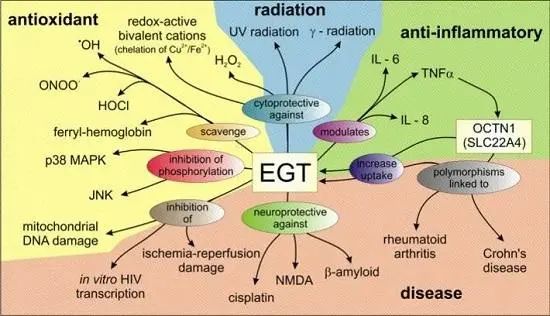 Ingredient Insight: The Most Detailed Analysis of Ergothioneine Ever.Explore the detailed analysis of ergothioneine, a powerful antioxidant known for its skin protective, anti-aging, and inflammation-resistant propertie