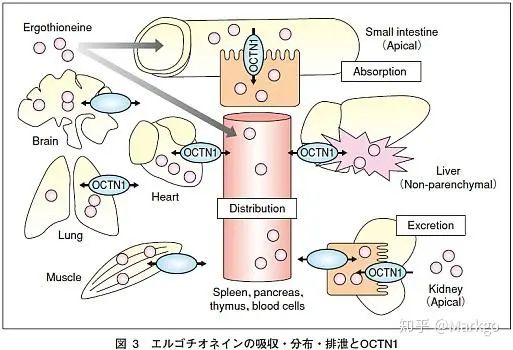 Ingredient Insight: The Most Detailed Analysis of Ergothioneine Ever.Explore the detailed analysis of ergothioneine, a powerful antioxidant known for its skin protective, anti-aging, and inflammation-resistant propertie