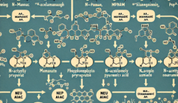 How do you make sialic acid?